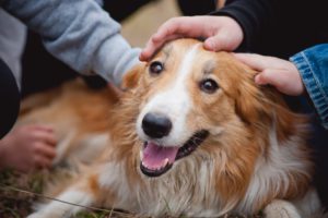 Kids and dogs and how to foster a good relationship with pets