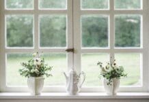 Window with plants